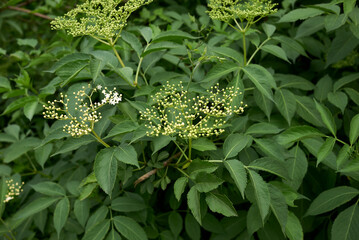 Sambucus nigra in bloom