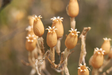 Silene italica dried seed pods