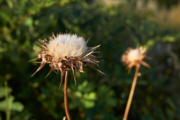 Silybum marianum