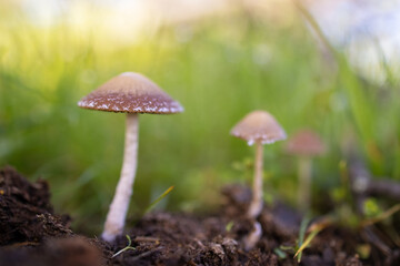 Small mushrooms in their natural environment.
