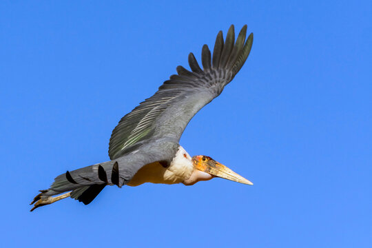 An African marabou stork is flying over us