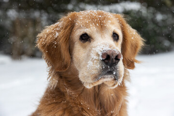 Golden retriever dog outside in the snow. Snowflakes are sticking to the fur on his snout