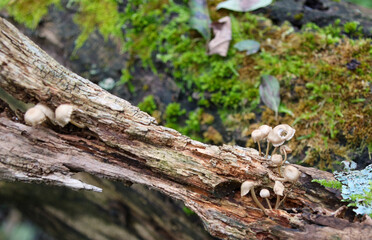 Obraz premium mushroom in the forest