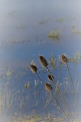 thistle by the pond