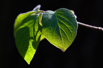 Green leaf 