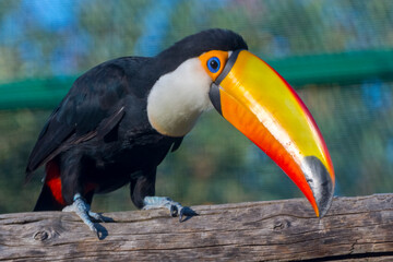 Naklejka premium South American toco or common toucan with a huge bill