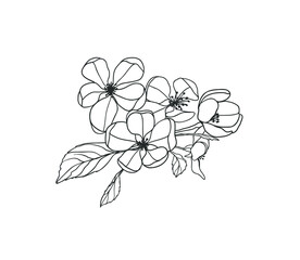 Blooming apple tree branch linear vector illustration black on white.
