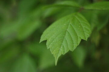 Green leaf close up
