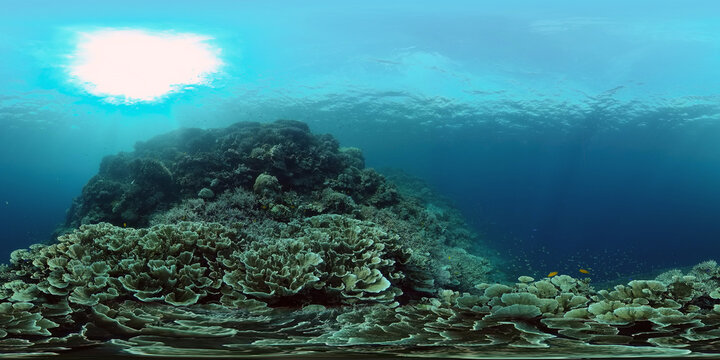 Tropical coral reef and fishes underwater. Hard and soft corals. Philippines. Virtual Reality 360.