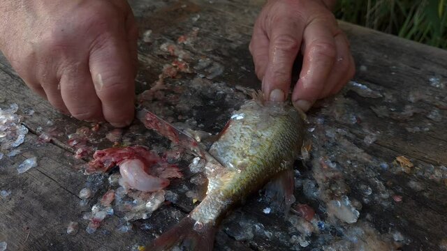 Man removes fish guts. Preparing the fish for frying