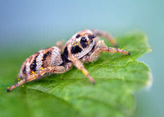 Salticus scenicus jumping spider macro on leaf. Natural background