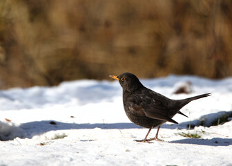 A Blackbird on a snowy ground