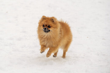 Pomeranian spitz playing on the snow
