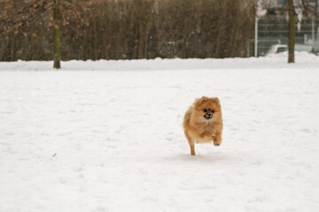 Pomeranian spitz playing on the snow