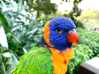 blue and yellow macaw