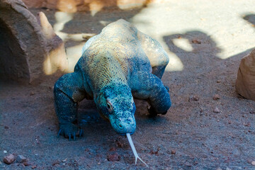 The big and dangerous dragon-like lizard of Komodo