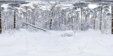 Winter full spherical hdri panorama 360 degrees angle view on path in snowy pinery forest  in equirectangular projection. VR AR content. cyclone aftermath lars