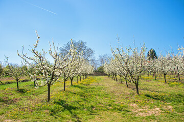 Orchard blossom