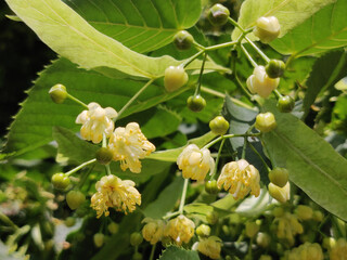 Linden flowers blossoming on a tree in summer