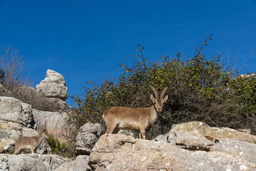 Iberian wild mountain goats in the El Torcal Nature Park in Andalusia