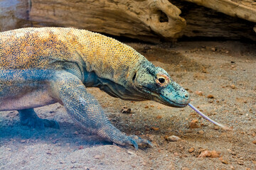 The big and dangerous dragon-like lizard of Komodo