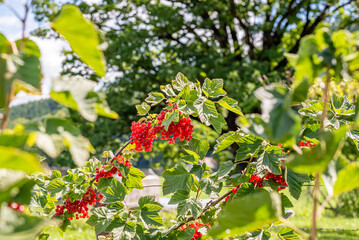 Redcurrant. Red currant berries on the green branches in a sunny day. Ribes rubrum. Healthy fruit. Vevey, Switzerland.