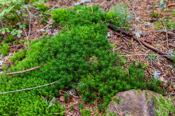 Fototapeta premium moss