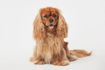 Cocker Spaniel in the Studio on a white background
