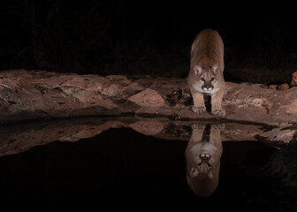 A wild mountain lion looks straight at the camera as it pauses from getting a drink in a still pool...