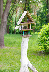 Persistent pigeons occupied the entire three-story bird feeder in the city park.
