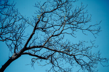 tree branches against blue sky