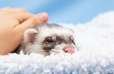 Ferret in a bed portrait care of ferrets