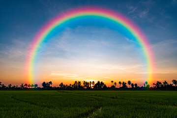rainbow over the rice field