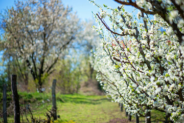 Fototapeta premium Orchard blossom