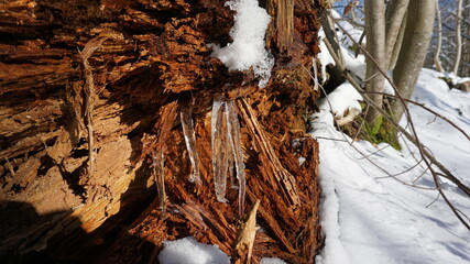 icicles on a trunk along the trail Unterer Felsenweg (lower rock path), along the Battert, a panorama path in Baden-Baden in the region Baden-Wuerttemberg, Germany