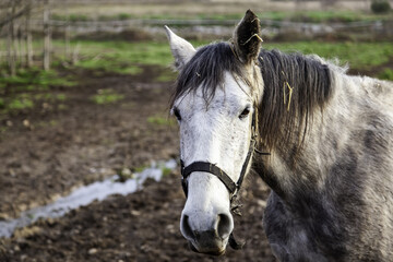 Obraz premium Horse in stable