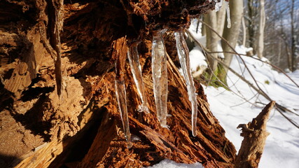 icicles on a trunk along the trail Unterer Felsenweg (lower rock path), along the Battert, a panorama path in Baden-Baden in the region Baden-Wuerttemberg, Germany
