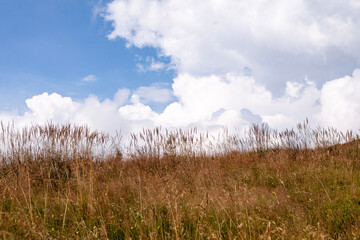 grass and sky