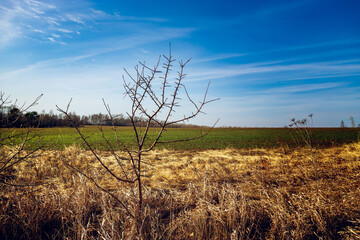 A dry tree lies in dry grass. Changing of the climate. Drought.