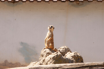 meerkat standing on a rock