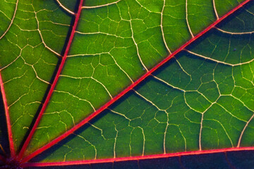 Naklejka na ściany i meble green red leaf