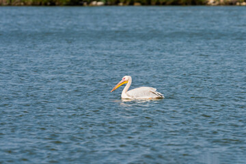 Pelican in an early autumn morning on a lake in Agamon Hula, Israel.