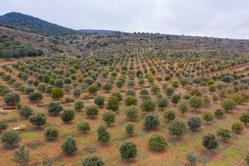 aerial view of holm oak forest where there are truffles in Soria Spain