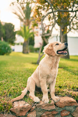 Beautiful and cute golden retriever puppy dog having fun at the park sitting on the green grass....
