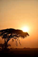 Fototapeta na wymiar sunset in the masai mara
