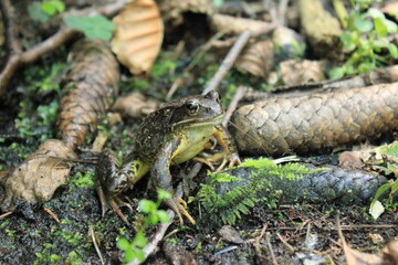 spinnenund tiere in der natur am bach mit bäumen im wald in der landschaft