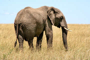 Fototapeta na wymiar big elephant masai mara