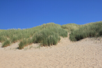 A dune landscape on the North Sea coast in the Netherlands
