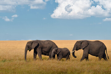 Fototapeta premium african elephants in the savannah