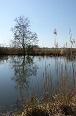 Reinheimer Teich bei Darmstadt